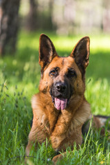 Pure german shepherd dog laying on grass
