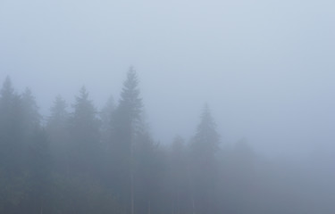 Forest's trees in blue mist 