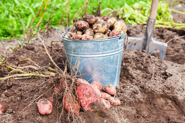 Freshly dug potatoes in metal bucket and shovel on the plantation in sunny summer day