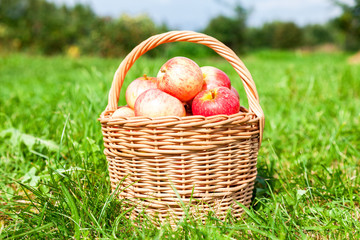 Wooden wicker basket with fresh ripe apples in garden on green grass in summer