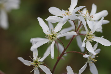 Blüten der Felsenbirne im Frühling