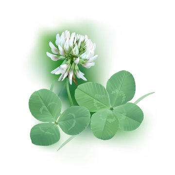 White Clover - Trifolium.
Hand drawn vector illustration of a white clover flower, quarter foil and regular leaf mixed with grass blades, on white background.