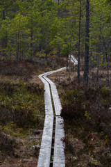 Obraz premium Path made for walking in a beutiful forest