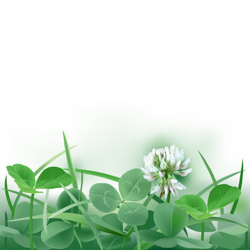 White Clover - Trifolium.
Hand drawn vector illustration of a white clover flower and leaves mixed with grass blades, on white background.