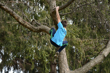 Climbing Tall Tree