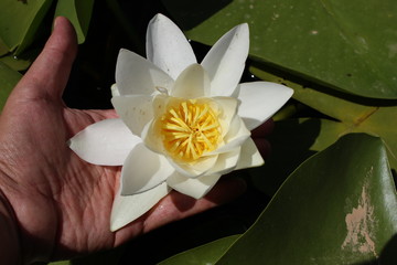 lotus