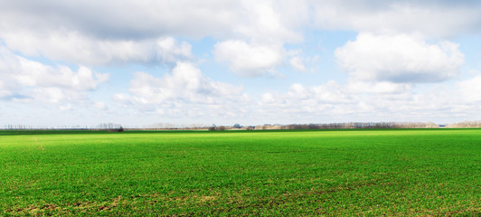 Panoramic landscape spring green wheat field with cloudy sky
