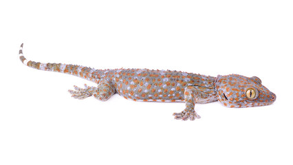 Fototapeta premium gecko isolated on white background