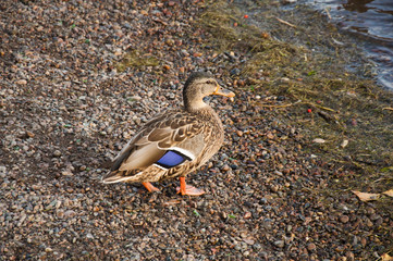 Mallard