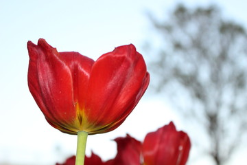 tulip