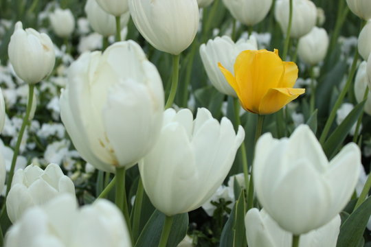 tulip