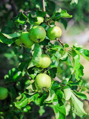 Green apples on a branch in summer in the garden