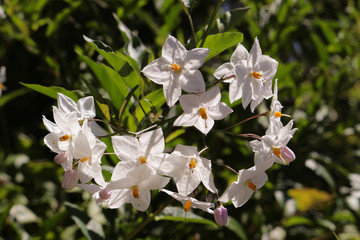 litte white star shaped flowers