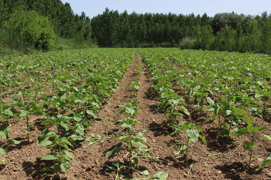 field