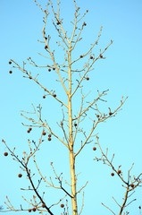 Naked maple tree in the winter.
