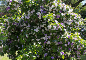 Bush with white and violet flowers of brunfelsia on green leaves background, horizontal view.