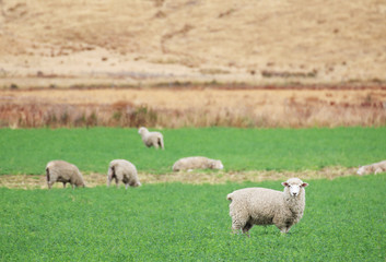 Obraz na płótnie Canvas Sheep on a field