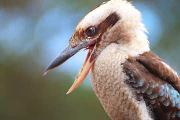 Fototapeta premium Kookaburra