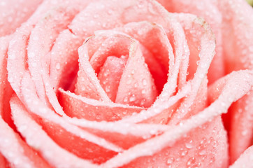 Fresh of center the pink rose with water drop.