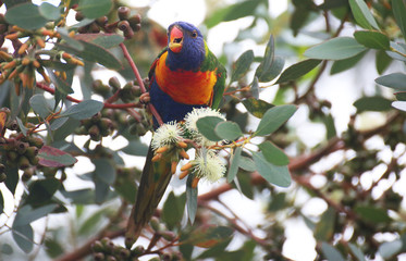 Rainbow Lorikeet
