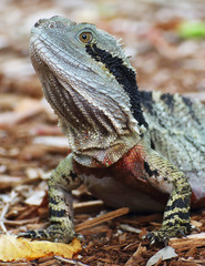 Eastern Water Dragon