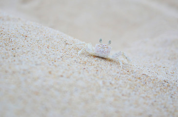 Tiny crab