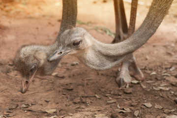  Face of the Adult ostrich enclosure. Curious African ostrich.