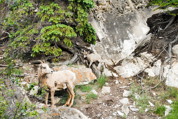 春のカナディアン・ロッキー　春になって冬毛が抜け落ちるマウンテンゴートの親子（カナダ・ジャスパー）