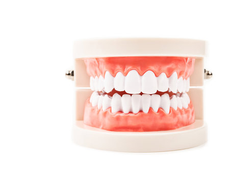 Dental Model.