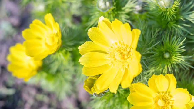 Yellow flower growing on a nature background. 4k 50 fps time lapse video.