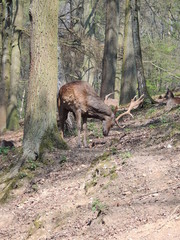 Hirsch Dammhirsch krcp