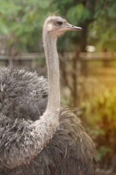  Face of the Adult ostrich enclosure. Curious African ostrich.