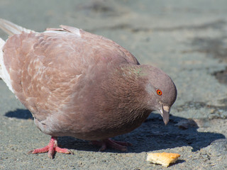 A closeup of a red-eye pigeon eating bread crumbs in the street on a sunny day
