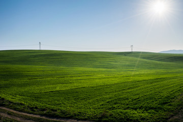 Green wheat spring landscape 2