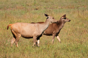 Naklejka na ściany i meble Two female sambar deer (Rusa unicolor), Kanha National Park, India.