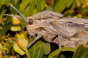 Portrait of a grasshopper (Stolliana spp.) in natural habitat, South Africa.