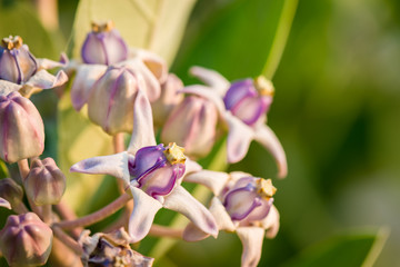 Obraz premium Pink crown flower
