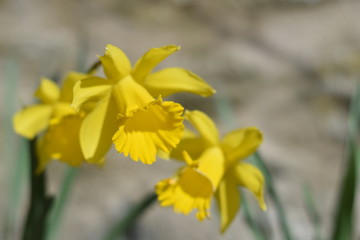 Daffodils