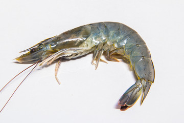 Fresh shrimps,prawns isolated