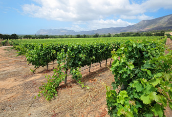 Fototapeta na wymiar Landscape of a vineyard against a backdrop of mountains, Cape Town, South Africa.