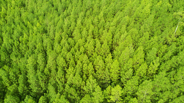 Fototapeta Top view of green pine forest