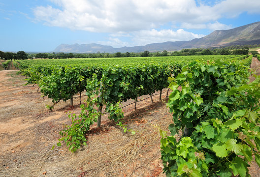 Landscape of a vineyard against a backdrop of mountains, Cape Town, South Africa.