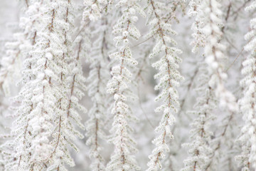 blurred texture of a Sakura bloomed branches