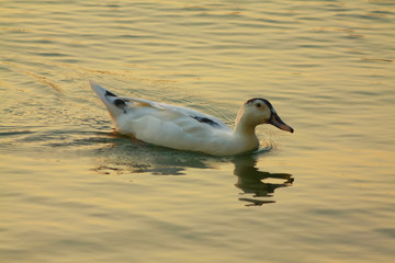 duck swimming silhouette dusk