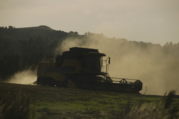 Naklejka premium Harvester working in sunset in summertime