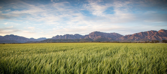 Golden sunset over a golden wheat field in South Africa © Dewald