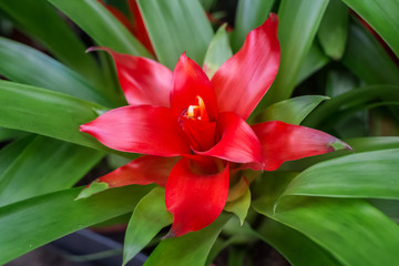 Fototapeta premium Bright red tropical flower closeup view