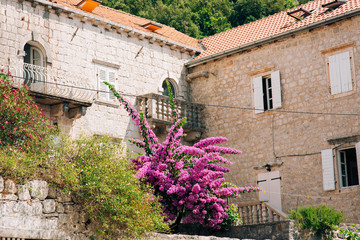 Fototapeta na wymiar Flowering bougainvillea trees in Montenegro, the Balkans, the Adriatic.