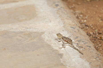 Female Red-headed Rock Agama in Kenya