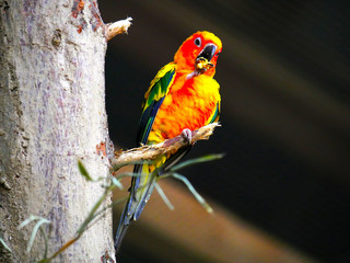 Perroquet © photoloulou91